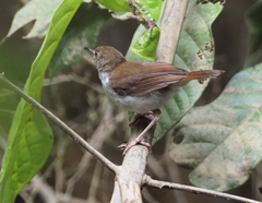 Pellorneum rostratum