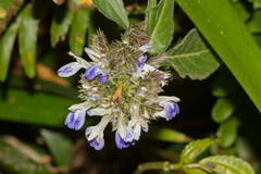 Rungia taiwanensis