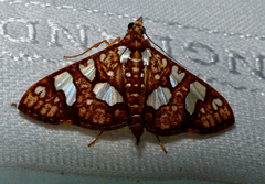 Glyphodes canthusalis
