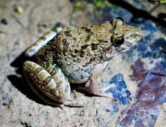 Fejervarya limnocharis