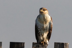 Buteo regalis