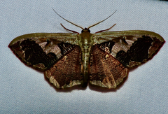 Zythos turbata
