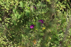 Ipomoea orizabensis orizabensis