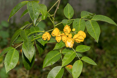 Senna hirsuta