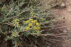 Bupleurum handiense