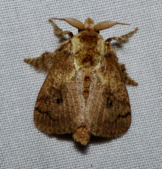 Limacodidae