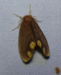 Orvasca subnotata