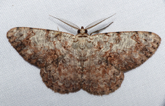 Hypomecis subdetractaria