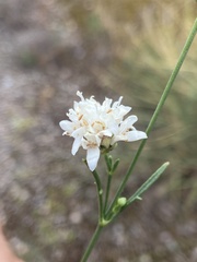 Cephalaria leucantha