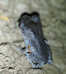 Leptobrachium hendricksoni