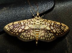 Haritalodes derogata