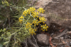 Bupleurum handiense