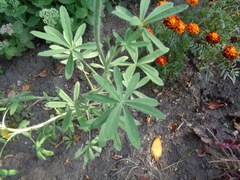 Lupinus multiflorus