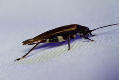 Mnesibulus bicolor