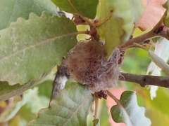 Andricus quercusramuli