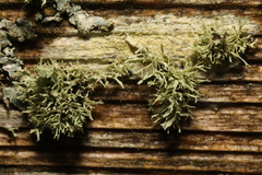 Ramalina farinacea