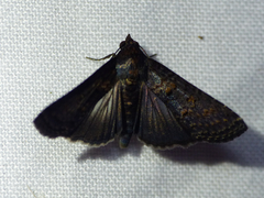 Stictopterinae