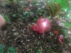 Clathrus ruber