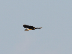 Berenicornis comatus