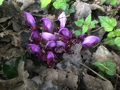 Lathraea clandestina