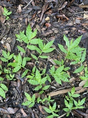 Oplismenus hirtellus