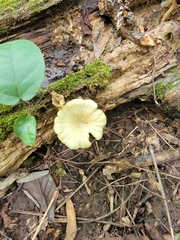 Gerronema strombodes