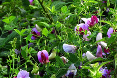 Lathyrus grandiflorus