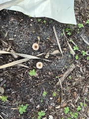 Agaricineae