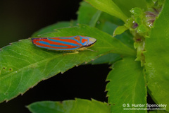 Graphocephala coccinea