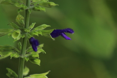 Salvia mexicana