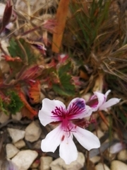 Pelargonium betulinum