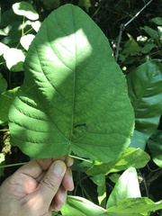 Populus heterophylla