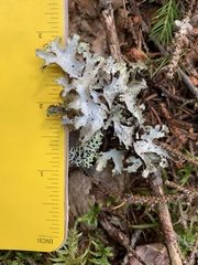 Platismatia tuckermanii