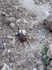 Asthenoctenus borellii