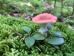 Russula silvicola
