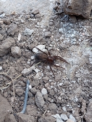 Asthenoctenus borellii