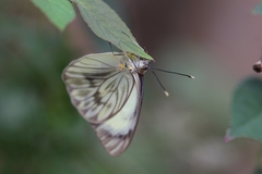 Ascia monuste orseis