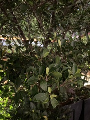 Ficus microcarpa