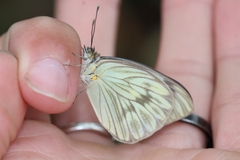 Ascia monuste orseis