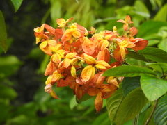 Mussaenda philippica