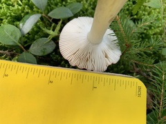 Russula silvicola