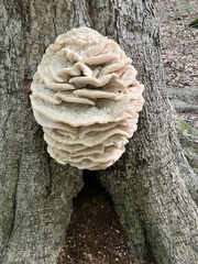 Climacodon septentrionalis