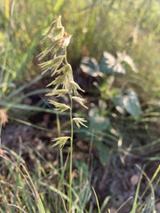 Bouteloua rigidiseta