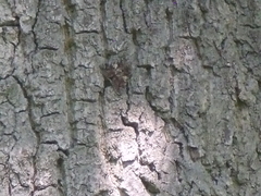 Catocala sponsa