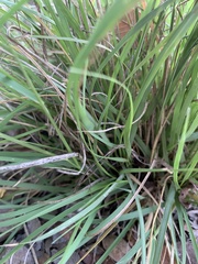 Bouteloua rigidiseta