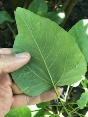 Populus heterophylla
