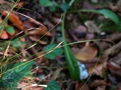 Carex alba