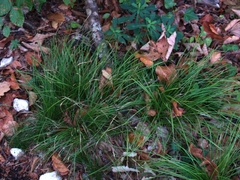 Carex alba