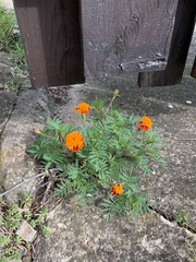 Tagetes patula