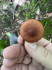 Cortinarius semisanguineus
